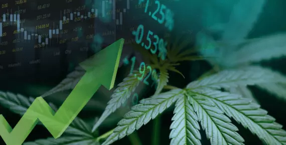 Come (e perché) investire nella Cannabis